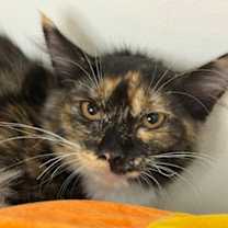 Thumbnail photo of Gigi #1