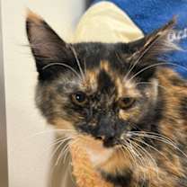 Thumbnail photo of Gigi #2