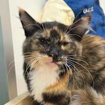 Thumbnail photo of Gigi #3