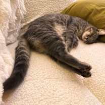 Thumbnail photo of Tiffany #2