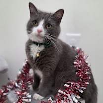 Thumbnail photo of Buddy #2