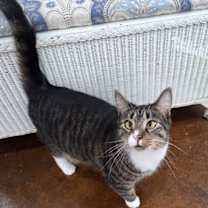 Thumbnail photo of Derpy (Cross eyed cutie) #4