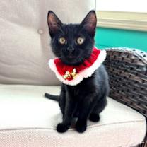 Thumbnail photo of Olympia #1