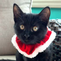 Thumbnail photo of Olympia #2