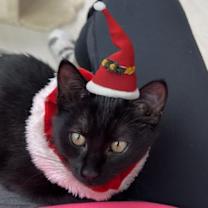 Thumbnail photo of Olympia #3