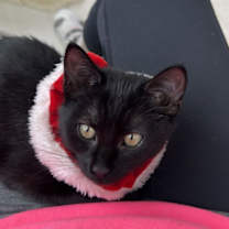 Thumbnail photo of Olympia #4