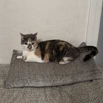 Thumbnail photo of Clementine #2