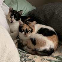 Thumbnail photo of Gigi (c2025) #4