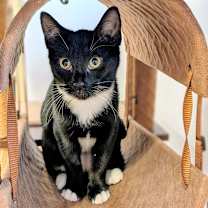 Thumbnail photo of Ivy #3