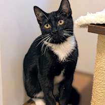 Thumbnail photo of Ivy #4