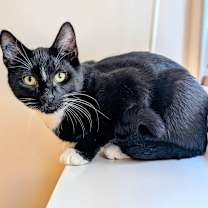 Thumbnail photo of Steven #4