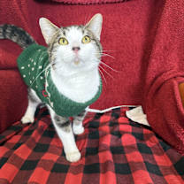 Thumbnail photo of Lucky Charms #1