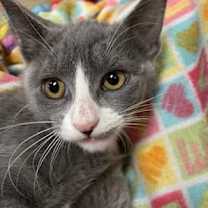 Thumbnail photo of Isabella #3