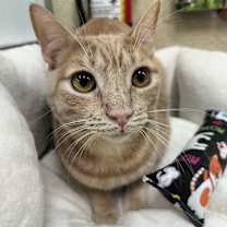 Thumbnail photo of Muffin #4