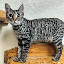 Thumbnail photo of Pebble #3