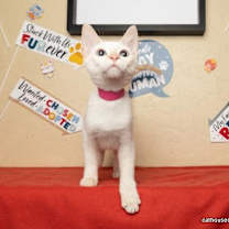 Thumbnail photo of Acacia #1