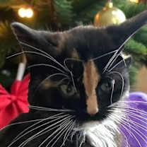 Thumbnail photo of Juniper #1