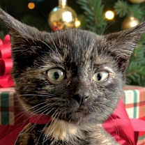 Thumbnail photo of Poplar #1