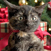 Thumbnail photo of Poplar #3