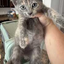 Thumbnail photo of Fern #2