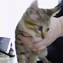 Thumbnail photo of Batten #2