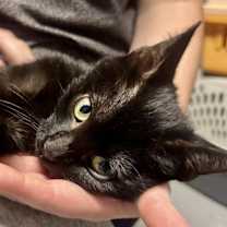 Thumbnail photo of Basil #1