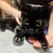 Thumbnail photo of Basil #3