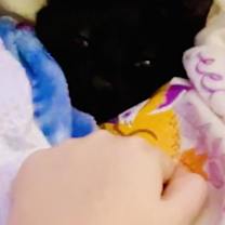 Thumbnail photo of Basil #4