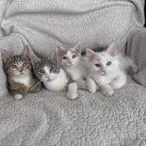 Thumbnail photo of Ringo #4