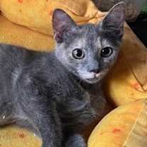 Thumbnail photo of Bear #1