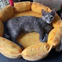 Thumbnail photo of Bear #2