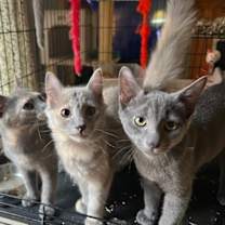 Thumbnail photo of Itty Bitty #3