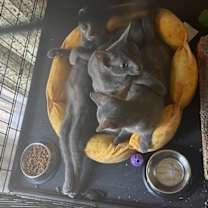 Thumbnail photo of Itty Bitty #4