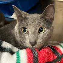 Thumbnail photo of Dill #1