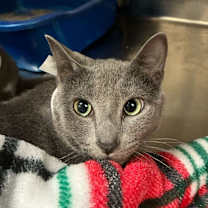 Thumbnail photo of Dill #2