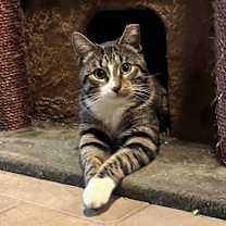 Thumbnail photo of Taco Cat #1