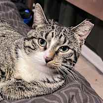 Thumbnail photo of Taco Cat #4