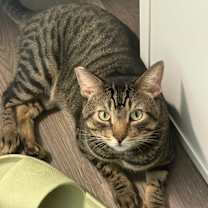 Thumbnail photo of Rhette #3