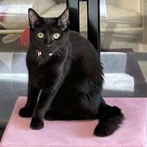 Thumbnail photo of Raisin (kitten - best with a friend) #1