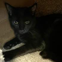 Thumbnail photo of Raisin (kitten - best with a friend) #2