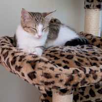 Thumbnail photo of Gracie (kitten) must go with Bernard #1