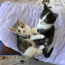 Thumbnail photo of Gracie (kitten) must go with Bernard #2