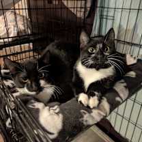 Thumbnail photo of Pluto w/ Jeffy #4