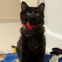 Thumbnail photo of Topanga #4