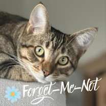 Thumbnail photo of Arlo (bonded with Alastair) #1