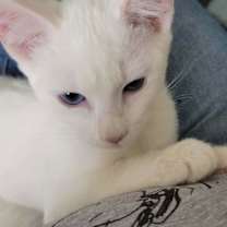 Thumbnail photo of Bashful #1