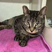 Thumbnail photo of Geri #3