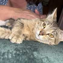 Thumbnail photo of Posh #4