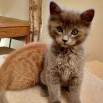 Thumbnail photo of Jamdani #2