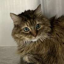 Thumbnail photo of Maui #1